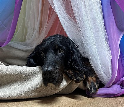 Hund
